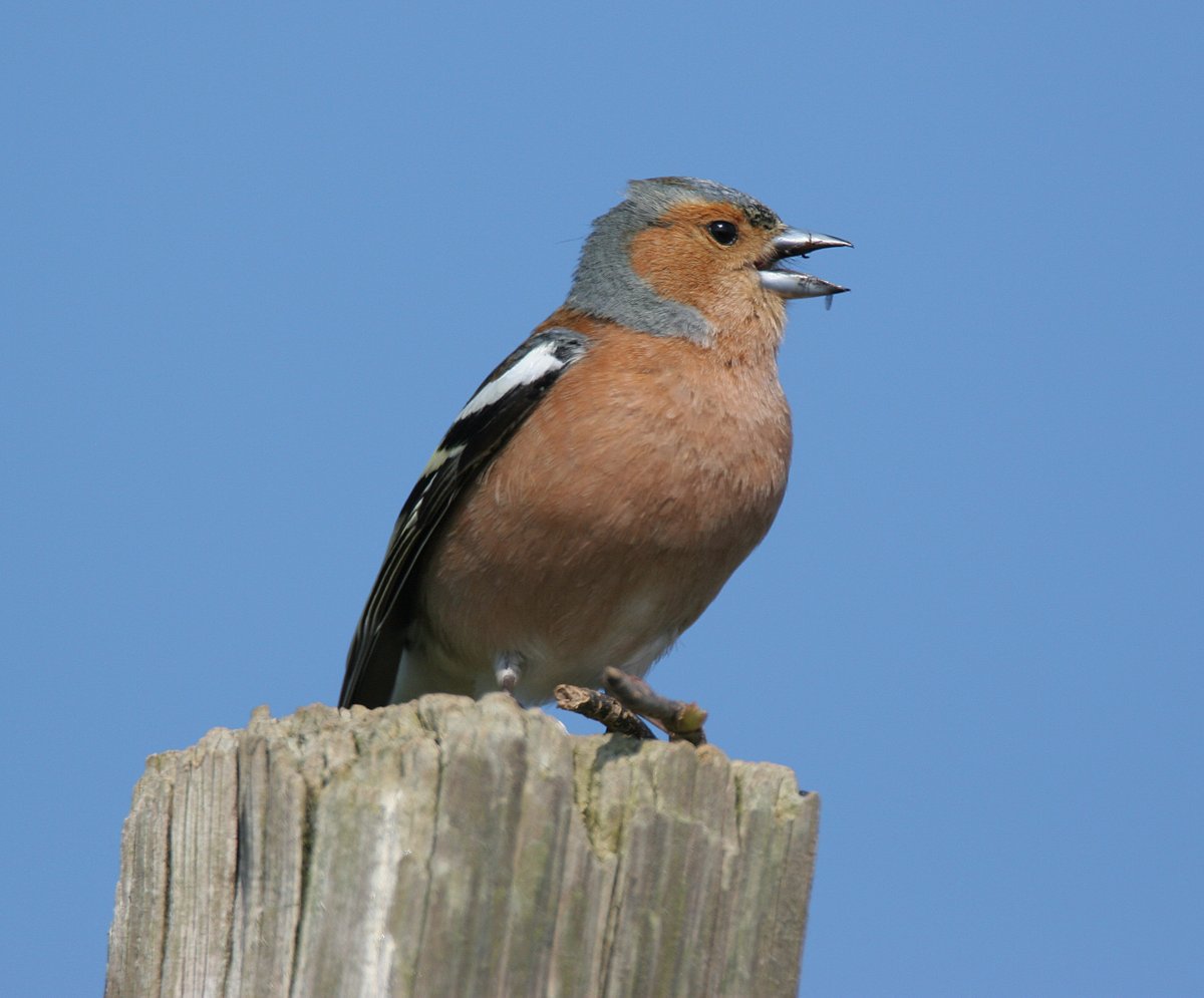 Gwent Wildlife Trust (@gwentwildlife) on Twitter photo Heard the news? This chatty Chaffinch has! We're looking for a Senior Fundraising Officer to join team <a href="/GwentWildlife/">Gwent Wildlife Trust</a>.
Click on the link to find out more about this exciting new role - gwentwildlife.org/jobs/senior-fu… and pls share. Heard the news? This chatty Chaffinch has! We're looking for a Senior Fundraising Officer to join team <a href="/GwentWildlife/">Gwent Wildlife Trust</a>.
Click on the link to find out more about this exciting new role - gwentwildlife.org/jobs/senior-fu… and pls share.
