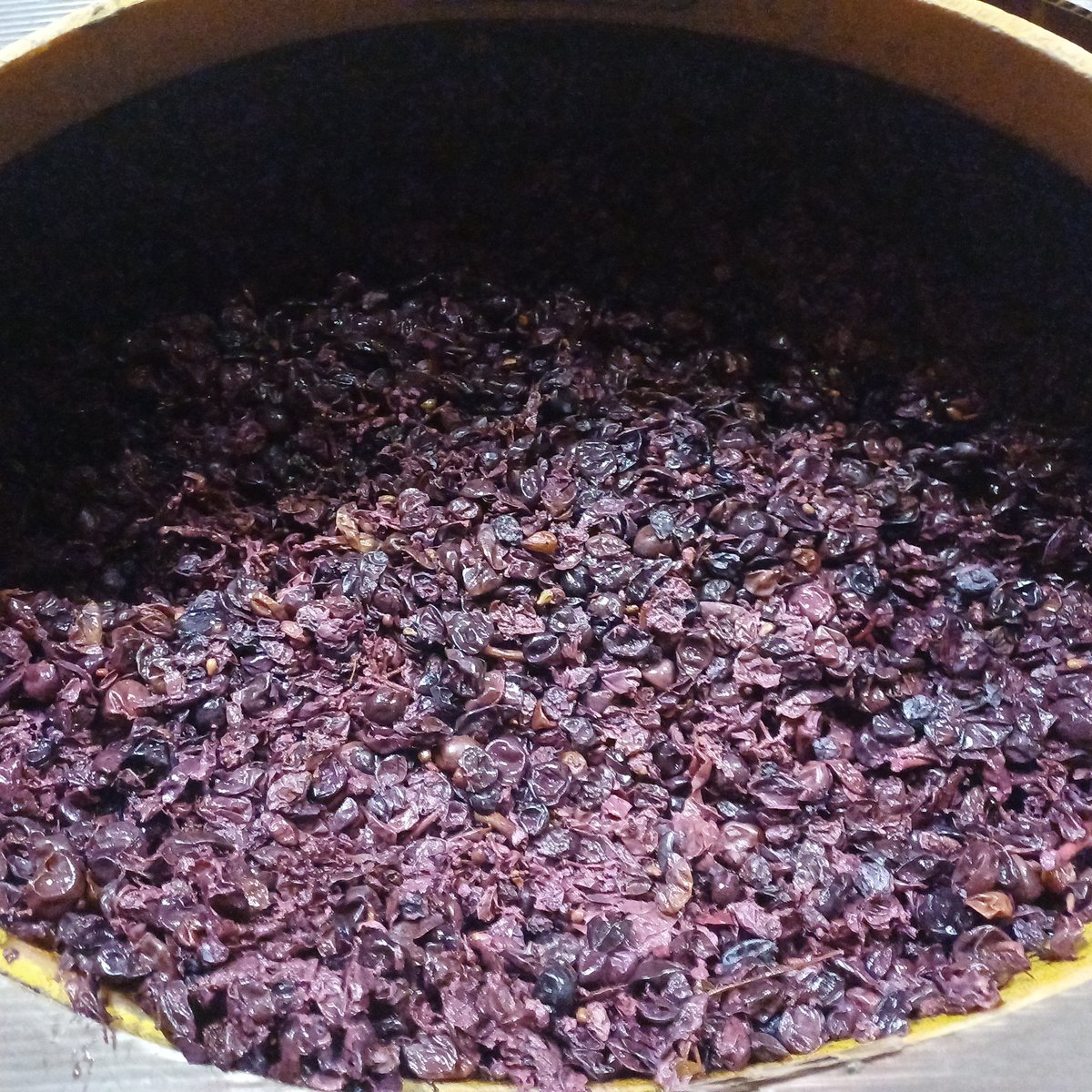 Ouverture des portes. 😋 Pour trouver le Bonheur au fond de la cuve, il faut d'abord faire son trou. 🕳
#Décuvage #Vigneron