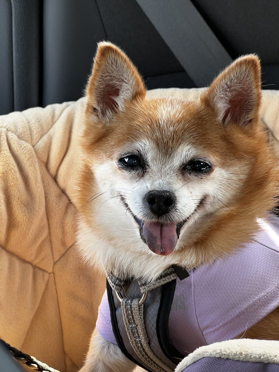 BeansTheK9's tweet photo. Take a breath and find someone to smile at today humans. It does wonders for the universe! #Chihuahua #Smile #dogs https://t.co/n9TO0pKRh7