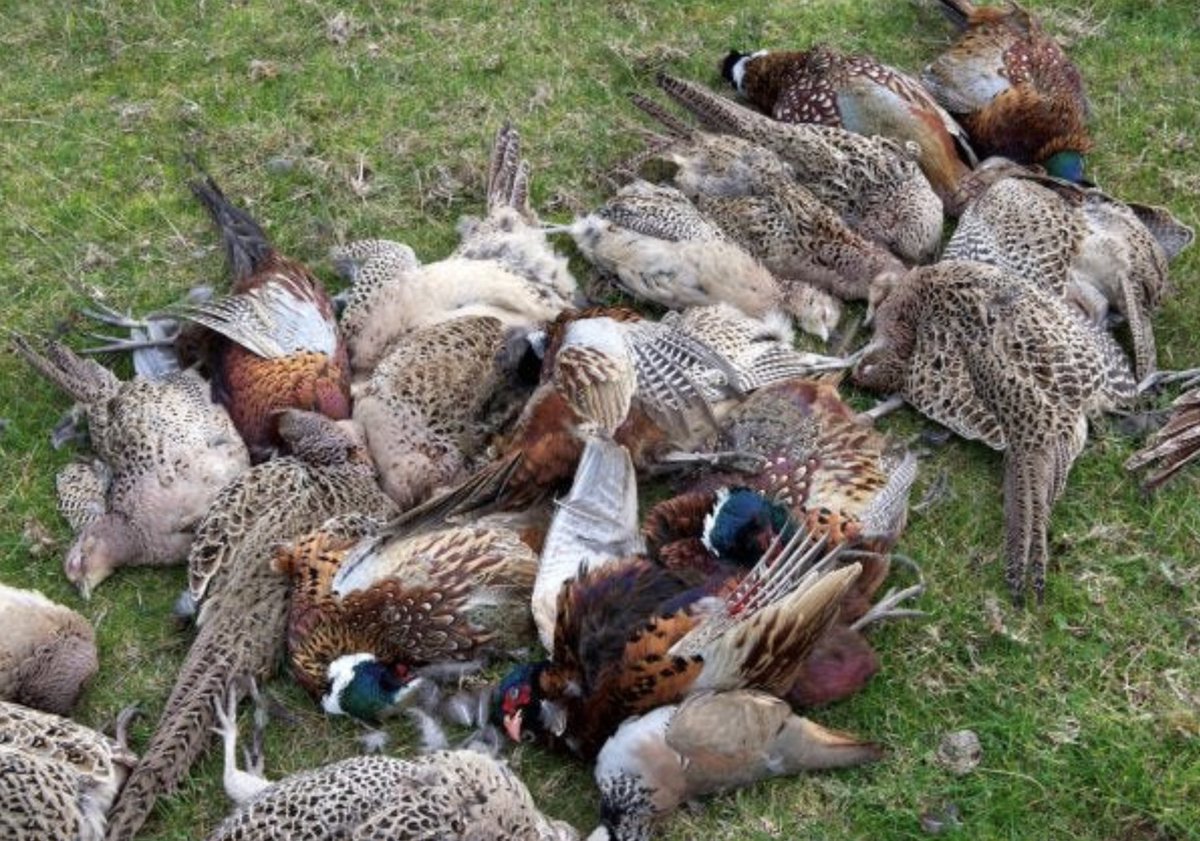 These are the scenes that will be found across the country over the coming months - scores of dead birds killed for so-called ‘sport’. 

It is bloodlust and will never be ok.