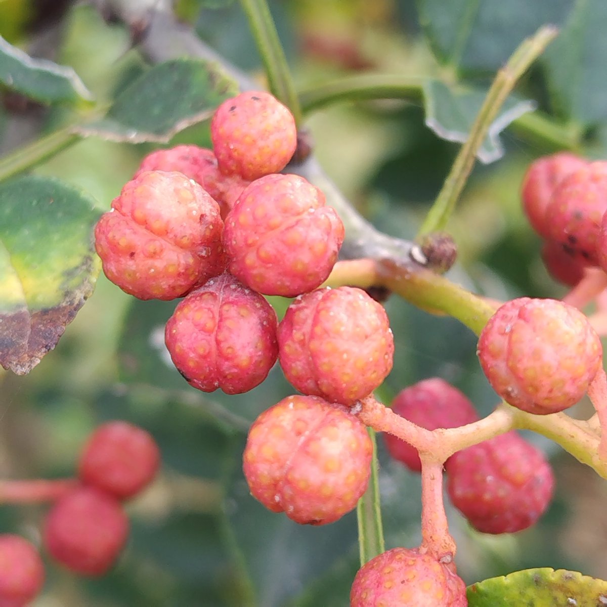 olive_organic's tweet image. 赤くて小さな君は誰ですか？

答えは華北山椒=花椒(ホアジャオ)　舌が痺れる辛さ「麻味」　四川風麻婆豆腐に欠かせないあいつです

少量ですが、収穫しました。国産有機の花椒は珍しいと思う　
オリーブ農家がなぜか花椒　自分が好きだから　

#sichuanpepper #オーガニック #山梨県 #南アルプス市