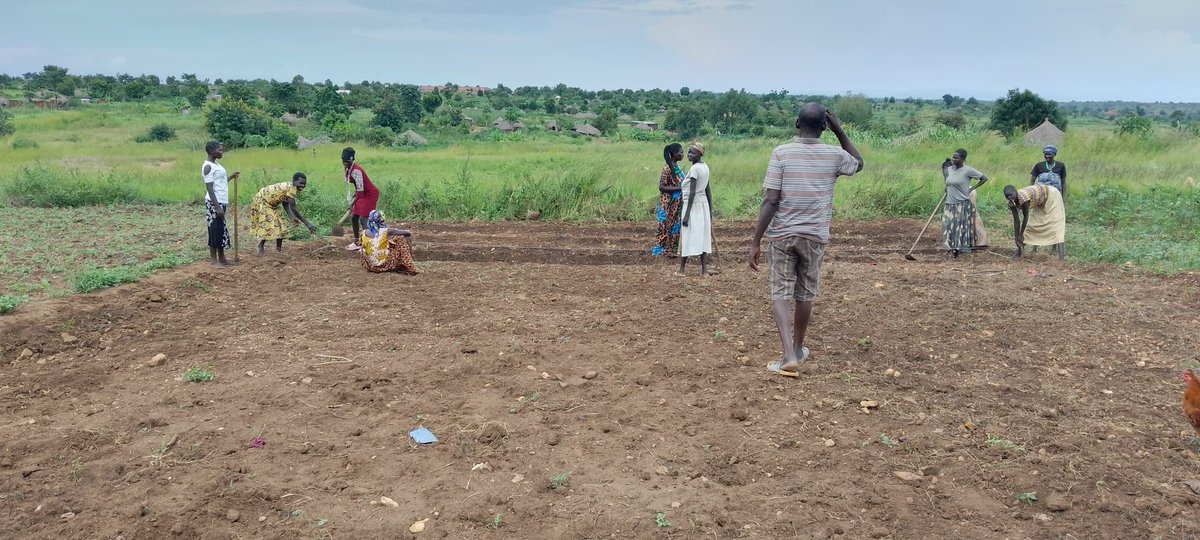OmiaLtd's tweet image. On site  🌱 

We are in #Bidibidi #Yumbe establishing demonstration garden 🪴 and making seed beds for watermelon,eggplant and Okra for our Agent Besta  Ajiba.

The site will be a one-stop center for community members to get hands-on skills in climate-smart agriculture 🧑