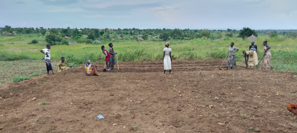 OmiaLtd's tweet image. On site  🌱 

We are in #Bidibidi #Yumbe establishing demonstration garden 🪴 and making seed beds for watermelon,eggplant and Okra for our Agent Besta  Ajiba.

The site will be a one-stop center for community members to get hands-on skills in climate-smart agriculture 🧑