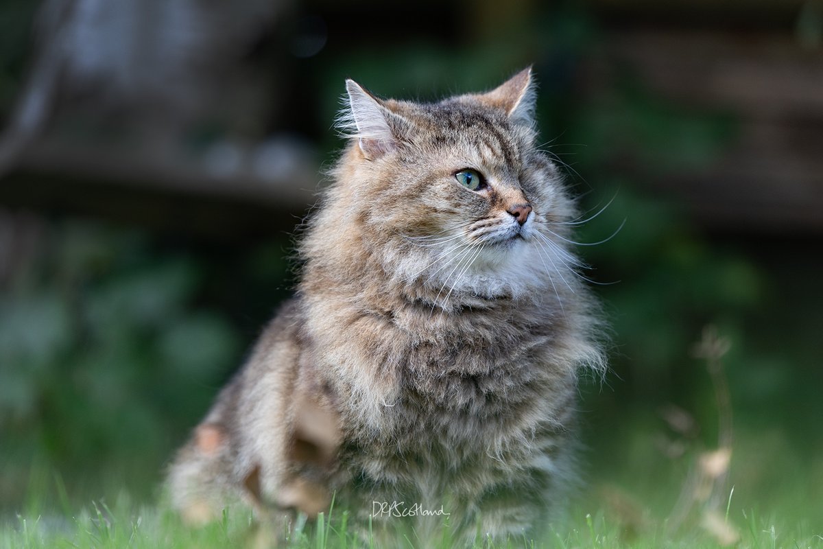 drpScotland's tweet photo. A few of Jasper I took at the weekend. https://t.co/Lu65IoHeEk