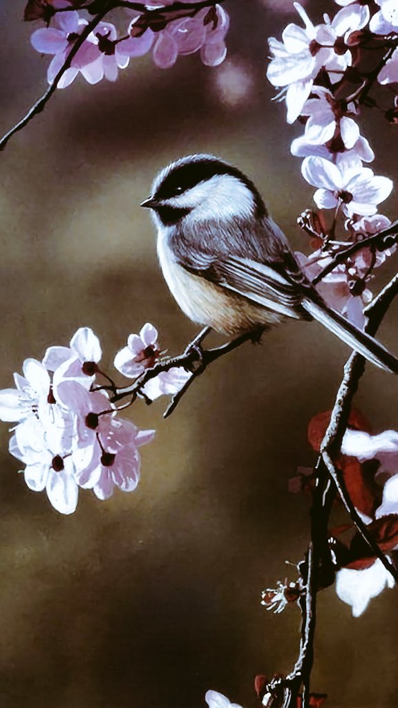 Siempre estás en esa pequeña ave que me mirá con amor e ilumina mi corazón  #Recuerdo #Eternidad #BuenDia 🕊️☕🕯️🕯️🫂🕊️