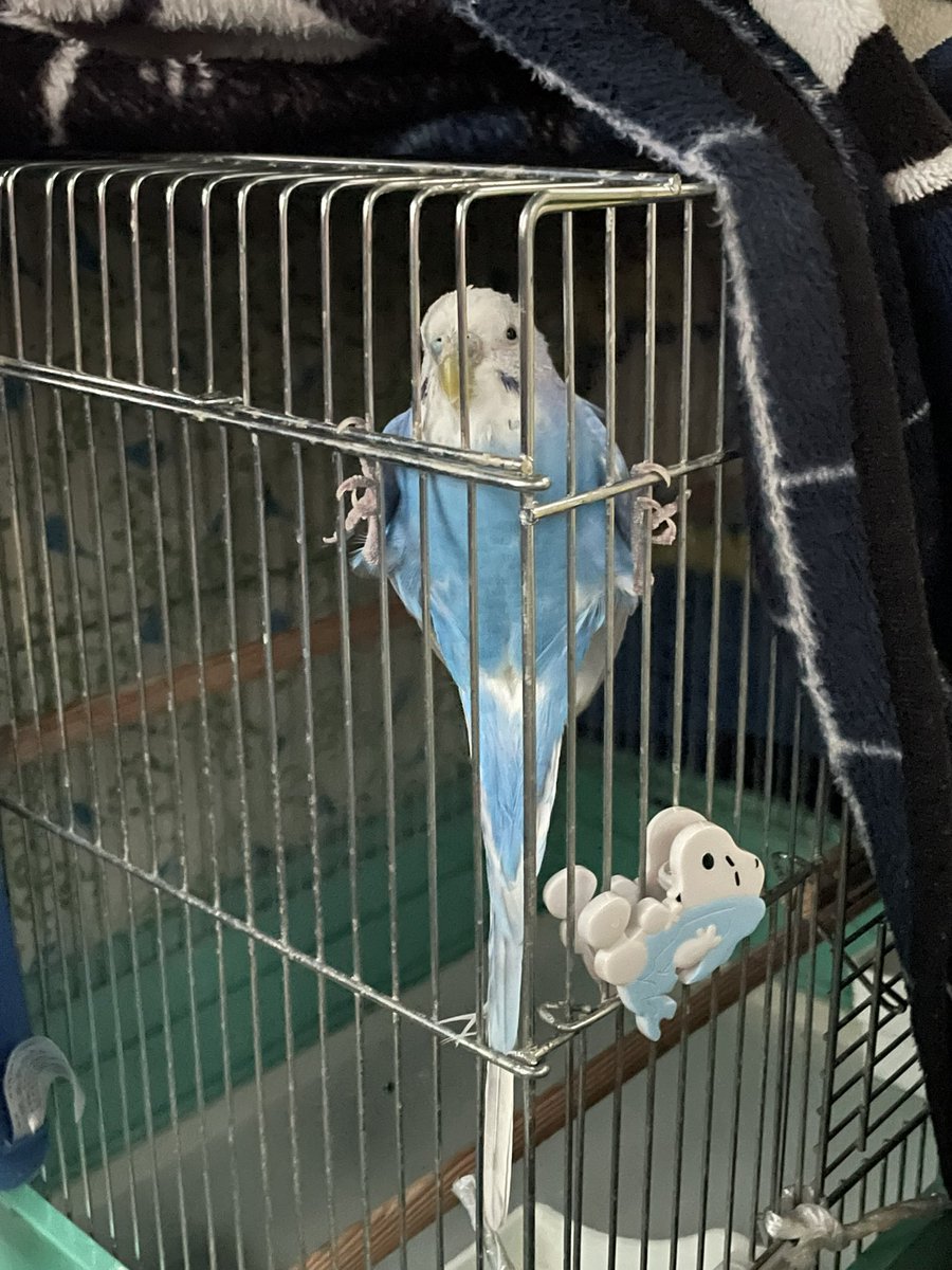pap3oyo's tweet photo. 病院の帰り道
大股開きでご快調 https://t.co/HncZqVcNYw