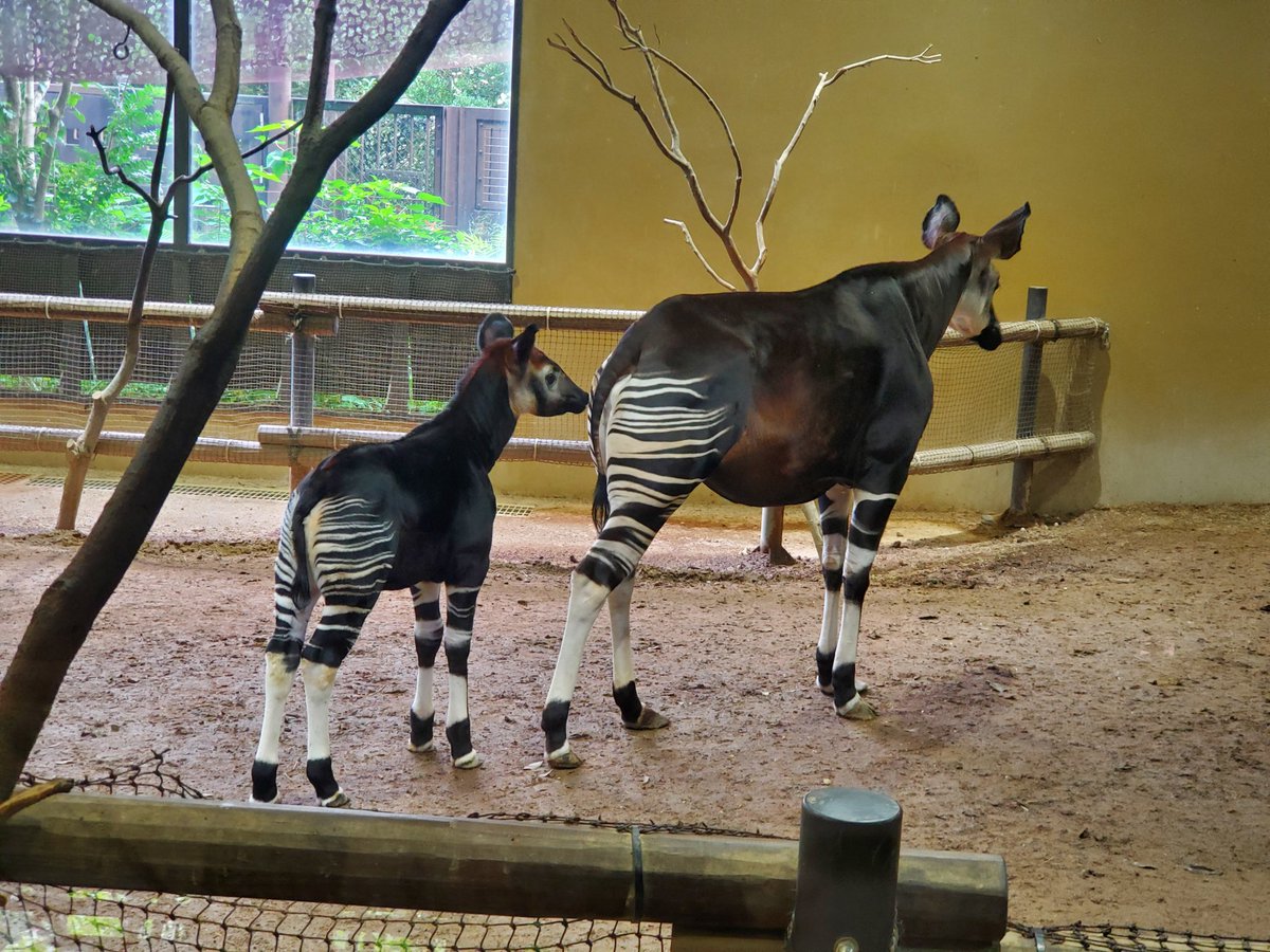 初めてららこ(仮)😁ちゃんに会えました～❤

ララさんとこのサイズ感だよ～～😆

お顔も身体もベビたんでめちゃめちゃかわいいよ～～💕💕

スマホクオリティで悔しい限り…💧
一眼持って出直さなくちゃ👊

#よこはま動物園ズーラシア
#ズーラシア
#オカピ
#オカピの赤ちゃん