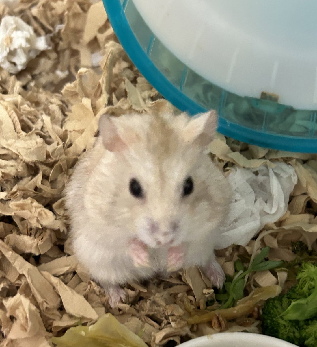 ahdajmwt's tweet photo. ピンボケするモカさん https://t.co/PNBJ7Bfmz1