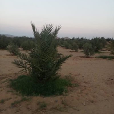 د. عبدالعزيز بن سعيد tweet media