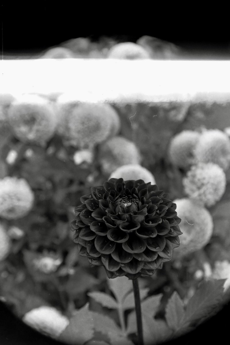 turbou3's tweet photo. 連続でフィルムが帰ってきました
#フィルムカメラ #SIGMA  #SA7 #富士フイルム カラーネガなのに光線被りという事でロールのまま返却&amp;なぜか白黒で帰ってきていました⁉︎ コレはなぜ？花をメインに撮っていたので、光被りでもカラーで見たかったな？ https://t.co/vLcYB2H8te