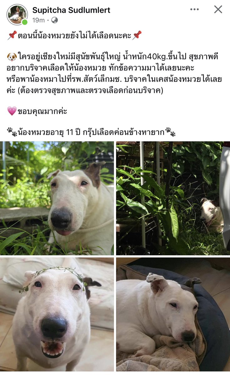 ฝากน้องหมวยด้วยค่ะ ใครอยู่เชียงใหม่ มีน้องสุนัขพันธุ์ใหญ่หนัก 40kg. ขึ้นไป อยากบริจาคเลือดให้น้องหมวย ติดต่อเจ้าของเฟสได้เลยค่า    #ฝากแชร์  #ขอบริจาคเลือด  #ด่วน #ฝากแชร์หน่อยนะคะ