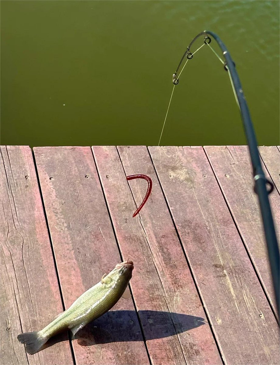 Aimeeaavv's tweet photo. Who can catch the legendary giant salmon on the quiet lake? Let's create our own fishing story together. https://t.co/pbmzBTfHbt