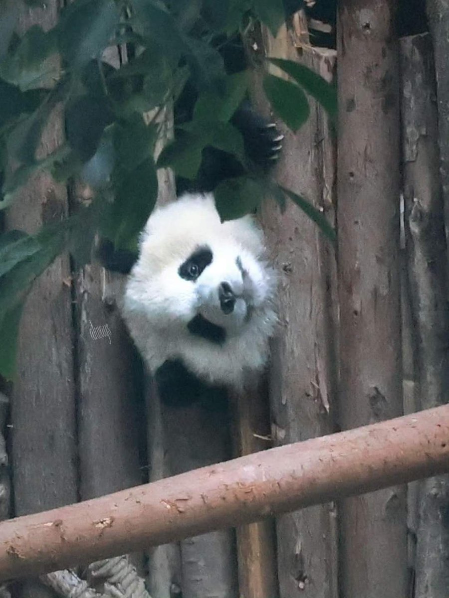 kate68_102's tweet photo. Stuck? Small matter... have to smile first.
หัวติดเหรอ? สิ่งเล็กๆ...ก็ต้องยิ้มให้ได้ก่อน
#Lunwu #Xiaoaobai #Jindou https://t.co/pbeHq9Md6e