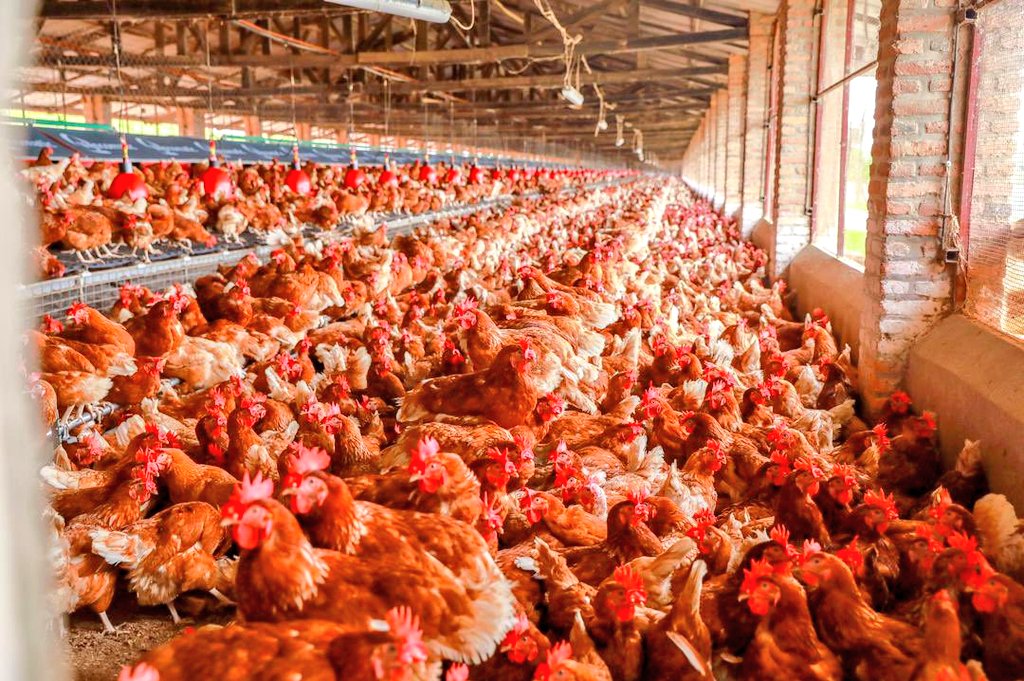 Lee_Fabricee's tweet photo. HOW TO CONSTRUCT A MODERN POULTRY HOUSE!🐔🐓

This may help someone on your timeline. Kindly REPOST for others.

Commercial chicken farming demands expertise, understanding, and unwavering commitment for success. 

Getting your poultry housing right is crucial for laying a solid foundation for your venture.

Here's a handy checklist to guide you through poultry house construction:

🔸️PROVIDE CONFORT: 
Ensure your poultry house offers a comfortable environment shielding birds from weather extremities like rain, wind, and direct sunlight.

🔹️SPACIOUSNESS: 
Allocate adequate space based on stocking density:

    Layers: 1m² for 6 birds
    Broilers: 1m² for 11 birds

🔸️VENTILATION: 
Option for an open-sided house with east-west orientation to allow natural airflow. Avoid direct sunlight exposure.

🔹️STRUCTURE: 
Construct a rectangular-shaped house with a wall not exceeding three feet in height on the longer side. Opt for materials like stones, iron sheets, or bricks for durability.

🔹️MESH MATTERS: 
Use a small gauge chicken wire mesh to prevent entry of wild birds,dogs, and rodents. Consider a plastic-coated mesh for longevity.

🔸️ROOFING: 
Choose a reflective surface for the roof and ensure proper pitch for ventilation. Maintain adequate gap between birds and roof to prevent heat stress.

🔹️FLOORING:  
Floors should be ideal for easy cleaning and disinfection.

🔸️HYGIENE MEASURES: 
Install a foot-bath at the entrance and clear vegetation around the pen to deter rodents. Keep the feed store separate to minimize rodent attraction.

🔹️ISOLATION: 
Construct the house in isolated areas to minimize contamination risks.

🔸️VENTILATION MANAGEMENT: 
Optimal ventilation is crucial for heat and moisture regulation, oxygen supply, and air quality improvement. Open curtains for airflow during warm weather and close them for warmth during cold spells.

🔹️SAFETY: 
Fence the area and keep doors locked to prevent entry of stray animals and visitors.

Feel free to add more ...............