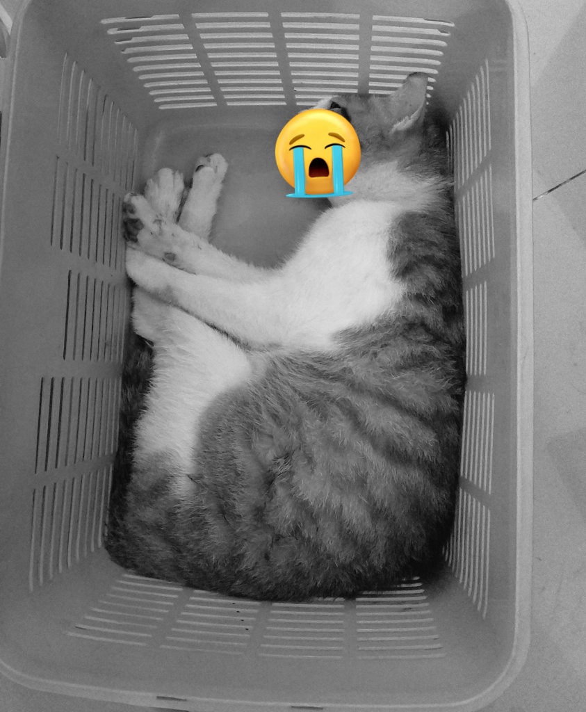 kukistory's tweet image. Guys, mbabu mau ngabarin kalau Puyen mati sebelum penanganan😔

 Terima kasih udah sayang sama Puyen selama ini ya guys 😔🥀💔