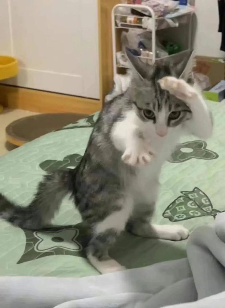 NonFungiblePokr's tweet image. #gmovechallenge is with the kittens on ninja move 🥷 gmove 🎇