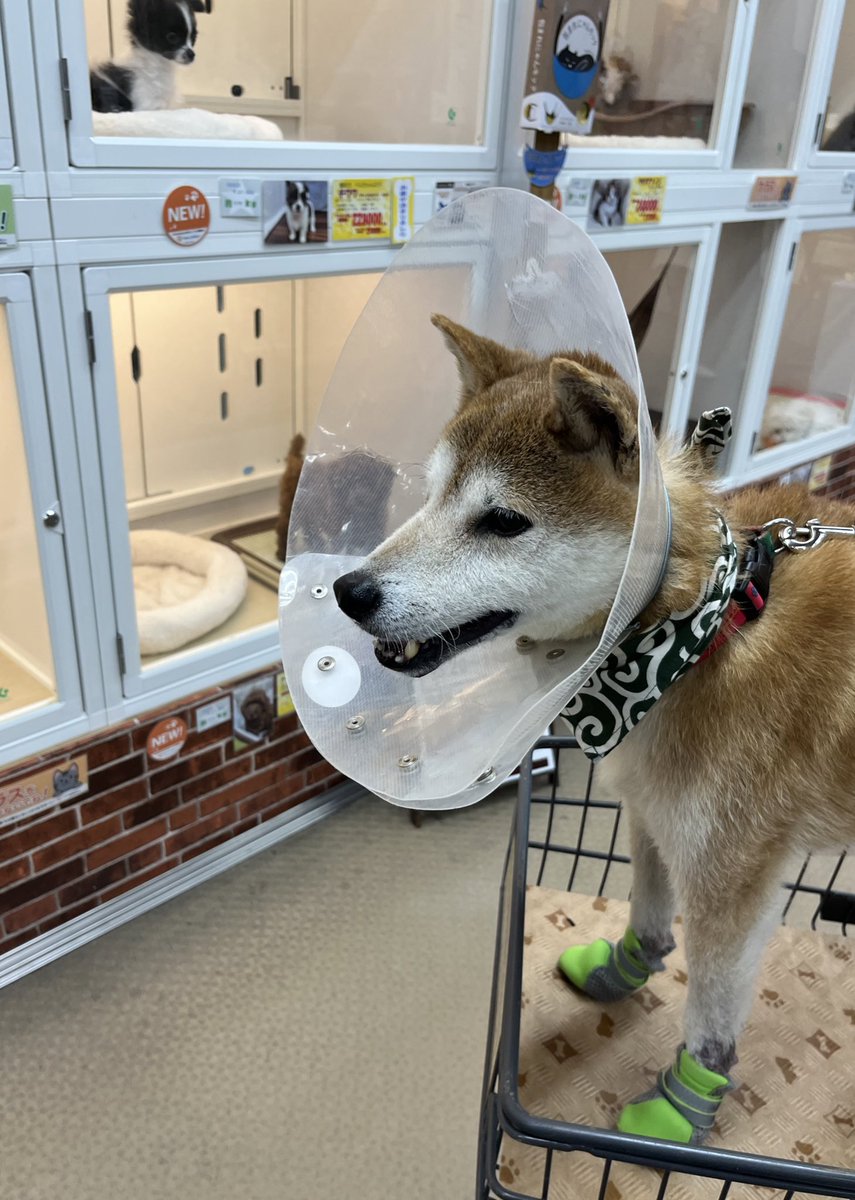 久しぶりのホームセンタービバホーム
#柴犬　#ビバホーム　#ShibaInu