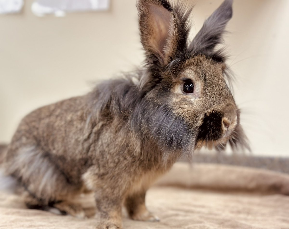 KeptinKeem's tweet photo. I’m still on hiatus despite posting a couple times this week, but I wanted y’all to see this rabbit that looks strikingly like HDB. I took adoption photos of him today 🥰 #DiscoElysium https://t.co/HN9d0bYrym