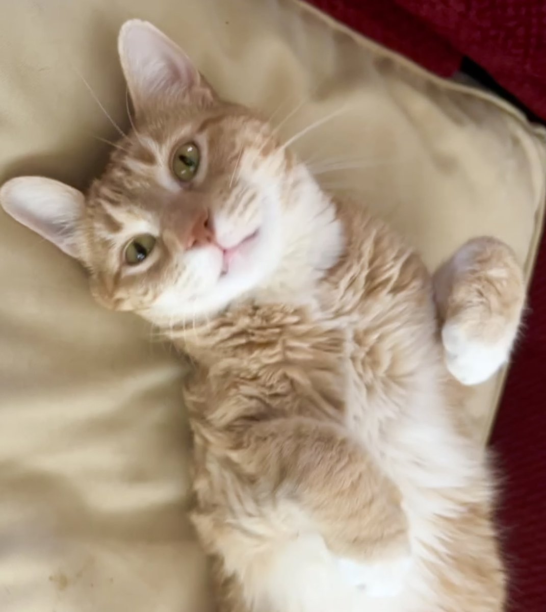 Jorts (and Jean) tweet media