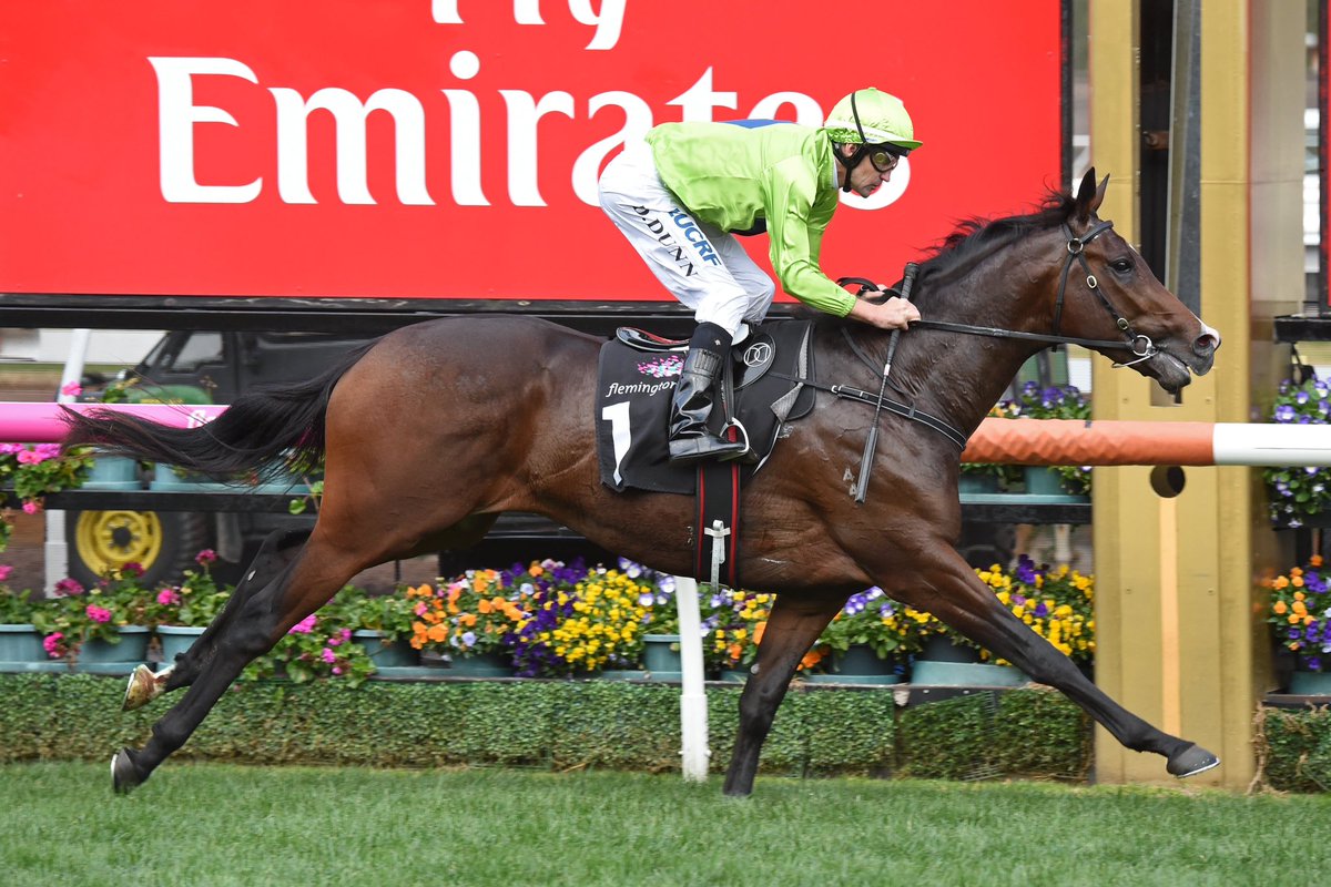 bensporle's tweet photo. Remember Royal Symphony… could have been anything?! Has his first runner to the track on Friday named Sister Royal in R4 at Warrnambool. 

94 foals on the ground from first three seasons at stud. @WingrovePark https://t.co/ivhTxILxDN