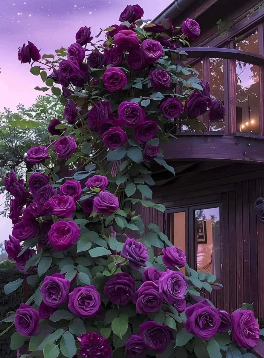 Good morning 🌹✨☕✨💖☀️🌿