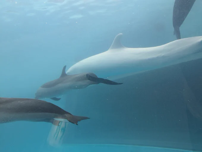 アルビノゴンドウ、アルビノバンドウイルカ、赤ちゃんマダライルカがいた