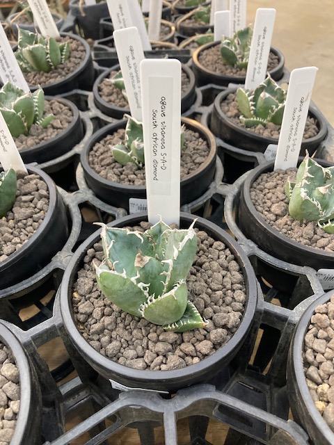 ガーデンセンター幸手店】 お待たせしました！ぺんぺん草さんより