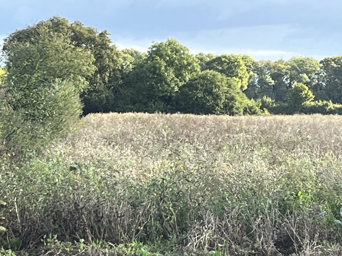 mikewporter's tweet photo. Large flock of linnets feeding on AB9 this morning ⁦@BtoSuffolk⁩ ⁦@_BTO⁩ ⁦@GrahamDenny9⁩ https://t.co/q9stEzUSFu