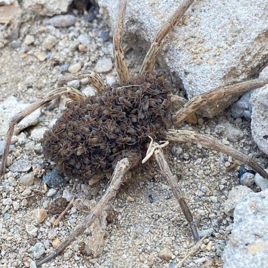 Batman’da yüzlerce yavrusunu sırtında taşıyan örümcek görüldü.