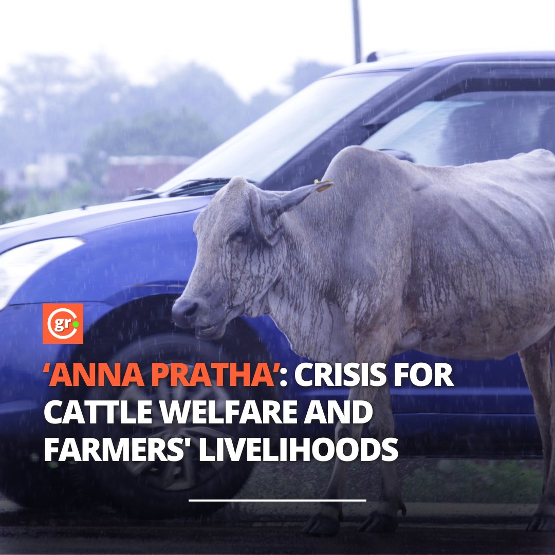 #Bundelkhand | A survey reveals that thousands of livestock are let to graze freely until September or October, when sowing begins for the following season's rabi crop marking a rise in #AnnaPratha.

Ground Report By <a href="/JyotsnaLive/">Jyotsna Richhariya</a> shorturl.at/EdEvP