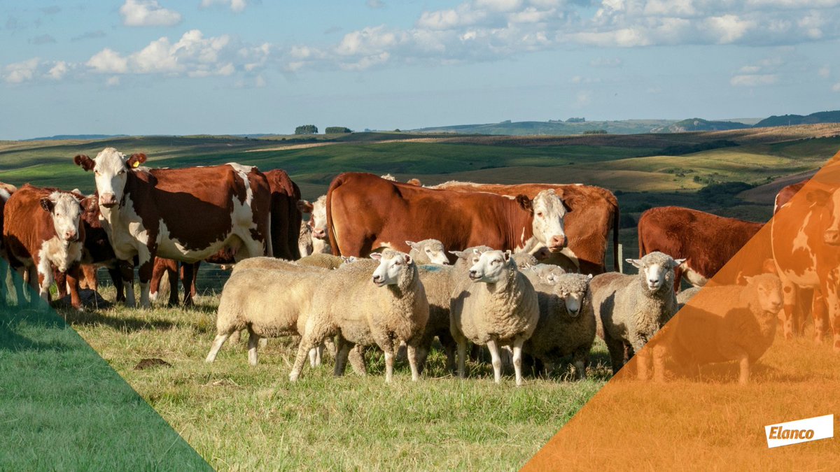 A 4-point plan is the best way to manage #liverfluke in cattle &amp; sheep:
-Test &amp; treat stock before spring turnout
-Reduce mud snail habitats to lower infection risk
-Monitor field risk &amp; adjust grazing to avoid high-risk areas
-Use the right flukicide for the right stage of fluke