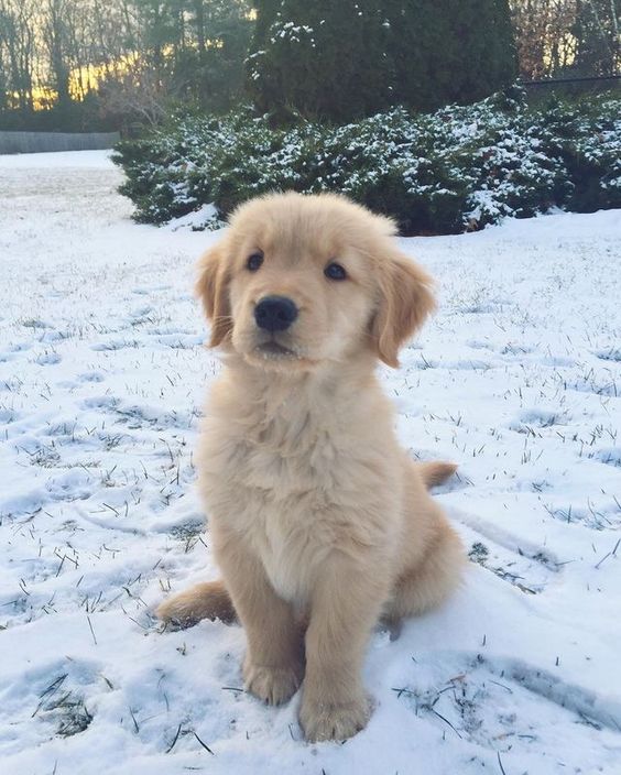 puppies_video's tweet photo. https://t.co/aIdwtp19Op