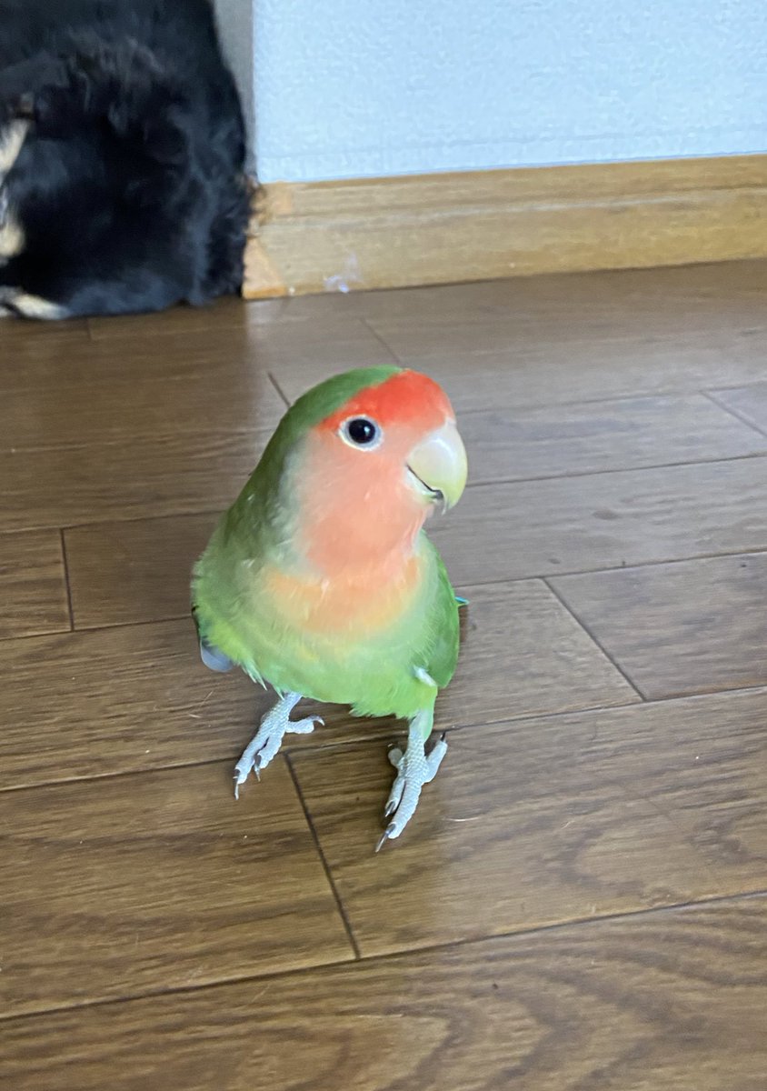 MVUBEt4PGWBfyRE's tweet photo. ぷあちゃん見かけた方いらっしゃいませんか？💦5歳男の子のコザクラインコです。
名前呼ぶと返事します。私の不注意ですが、無事に戻ってきて欲しいです（ ;  ; ）
#迷い鳥
#コザクラインコ
#迷子鳥
#兵庫県宝塚市 https://t.co/OKcQZhfvnf