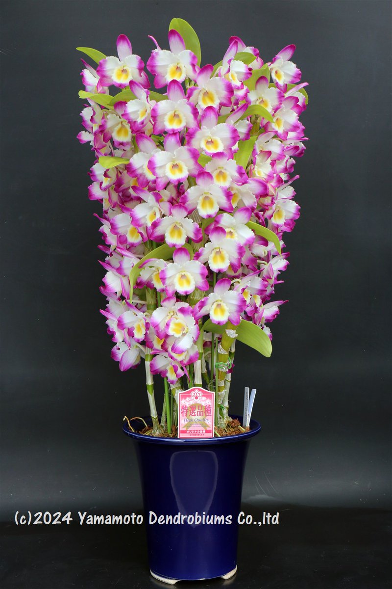 YDendrobium's tweet photo. Den. Pretty Angel 'Tropical Dance'
(Den. Royal Pink  x Den. Pianist)
For inquiries, please contact info@dendrobium.net.
🌸 #Dendrobium #Orchid #Flower #NewVariety #OrchidLover #QualityFirst #BloomingBeauty https://t.co/n81Weqb8aF