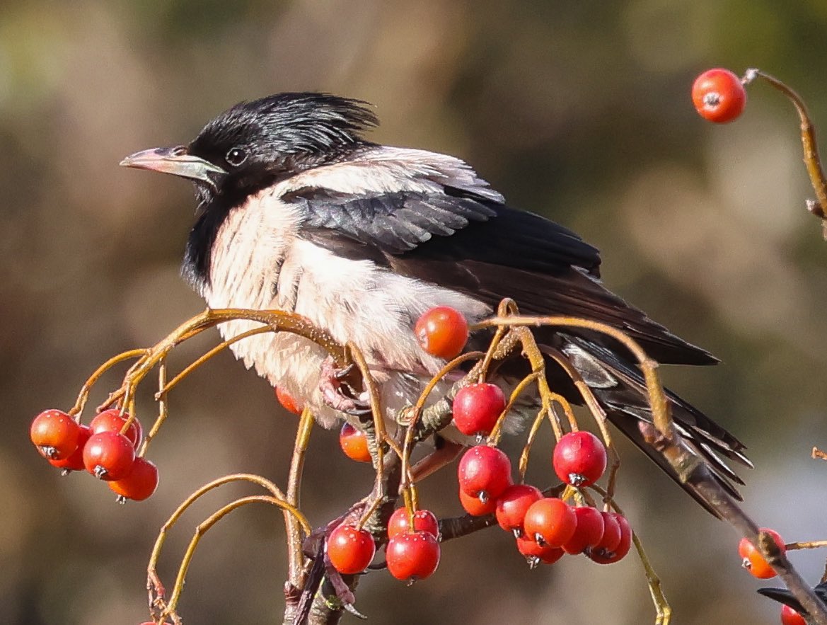 Stuart Butchart (@stubutchart) on Twitter photo I’m increasingly using Bluesky rather than X for conservation science news and birds. See more pics like this Rosy Starling in Shetland yesterday at <a href="/stubutchart/">Stuart Butchart</a>.bsky.social I’m increasingly using Bluesky rather than X for conservation science news and birds. See more pics like this Rosy Starling in Shetland yesterday at <a href="/stubutchart/">Stuart Butchart</a>.bsky.social
