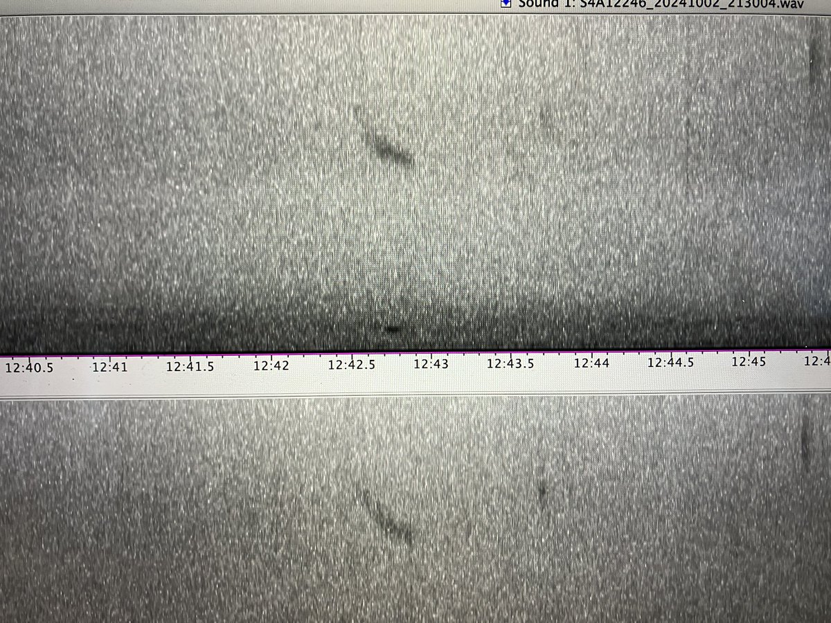 Birds of Poole Harbour tweet media