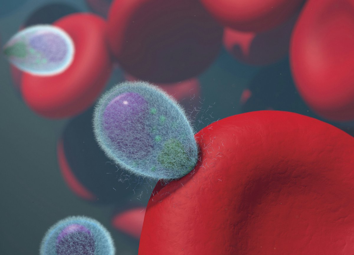 Bronwyn Gillanders (@brongillanders) on Twitter photo Another #Academic position in Biological Sciences <a href="/UniofAdelaide/">Uni of Adelaide</a> - 4 year Lecturer in #parasitology; Teaching & Research role careers.adelaide.edu.au/cw/en/job/5151… Please retweet. Another #Academic position in Biological Sciences <a href="/UniofAdelaide/">Uni of Adelaide</a> - 4 year Lecturer in #parasitology; Teaching & Research role careers.adelaide.edu.au/cw/en/job/5151… Please retweet.