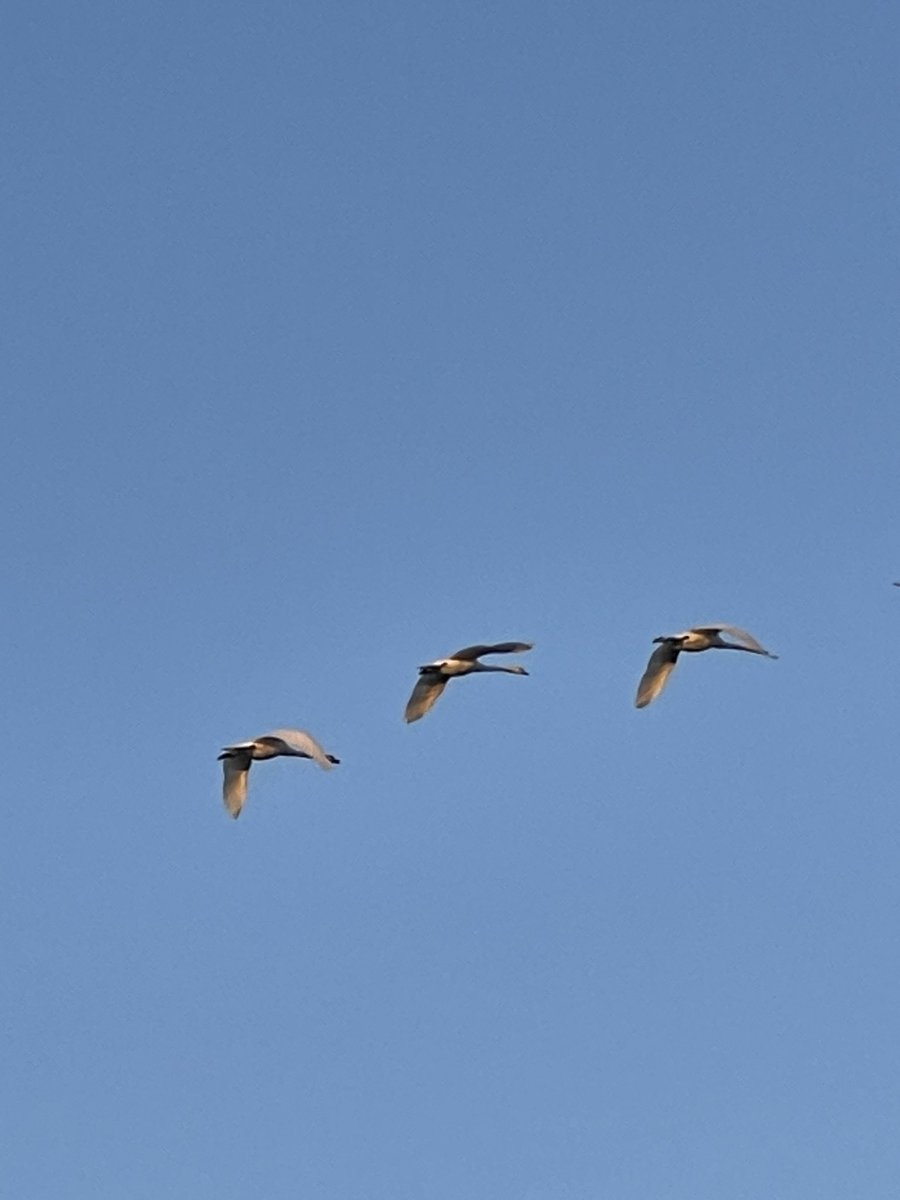 MarkHillMBE's tweet photo. I’m out this morning taking part in the BFBS Big Salute Mile-a-thon’s virtual 7,635-mile journey, from Brunei to Canada.

Great to capture what I think are Canadian Geese flying over #BigSalute @BFBSCatterick 

https://t.co/DJjxuenAg0

@BFBSCatterick https://t.co/mKidjjTEMo