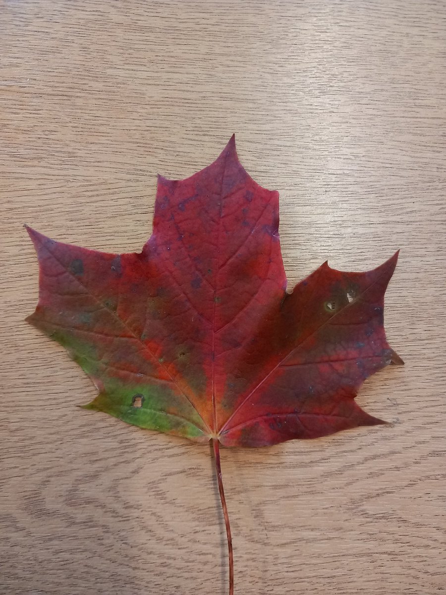 Why do trees drop their leaves before winter? One current idea is that it will prevent them being blown down by strong winter winds. Lots of leaves give a large surface area, whereas bare branches allow the wind to pass through