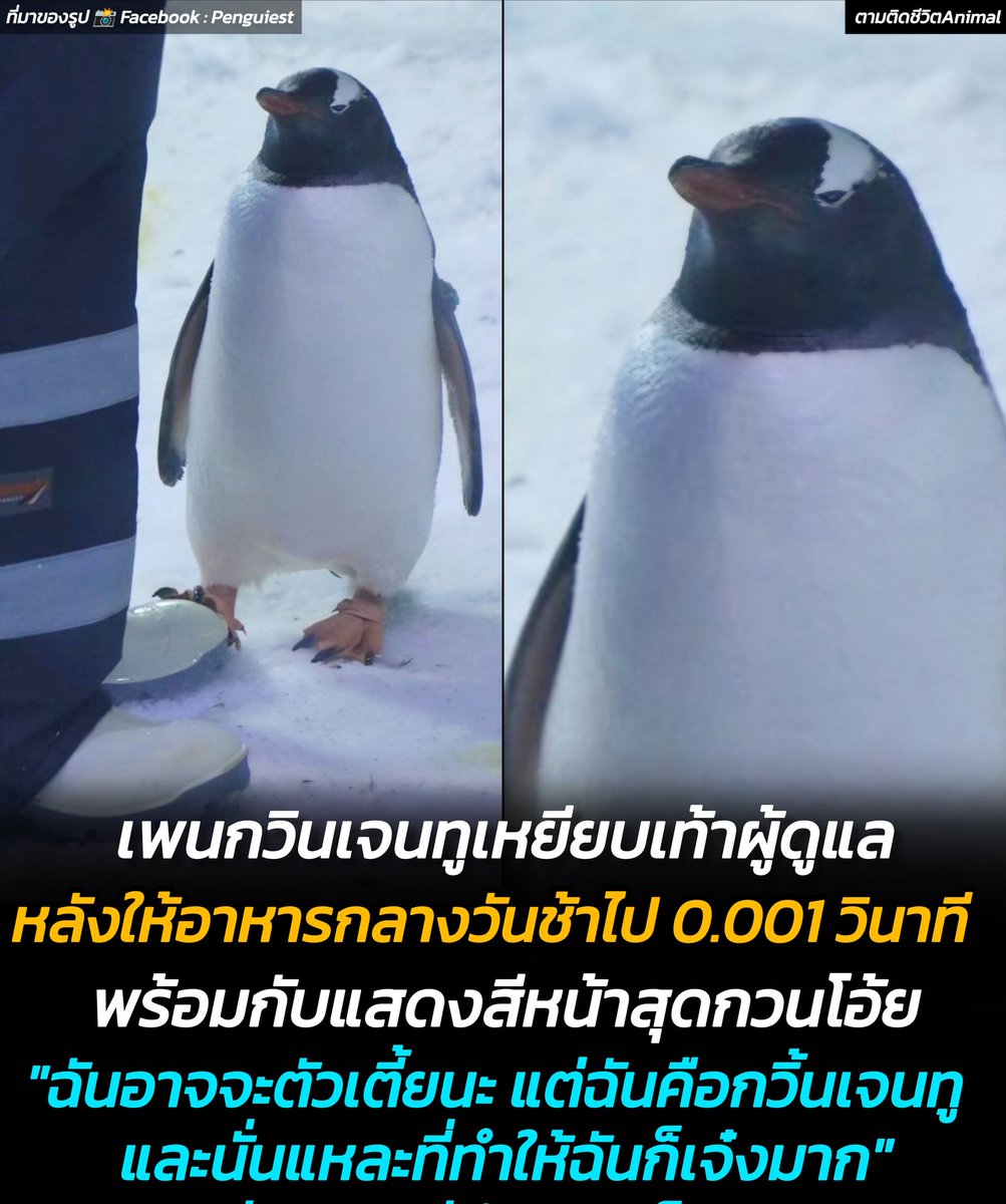 เพนกวินเจนทูเดินไปเยียบเท้าผู้ดูแล เพราะเขาให้อาหารเหล่าเพนกวินช้าไปแค่ไม่กี่นาที เจ้าจิ๋วนี่แสดงสีหน้าและแววตาที่กวนโอ้ยชวนหาเรื่อง 🐧🍣🤣
กวิ้นเจนทู : อย่าให้มีครั้งที่ 2 นะ 🙄
อาณาจักรสัตว์โลก มีม&amp;สาระ By ตามติดชีวิตAnimal
เกิดเหตุการณ์สุดฮาที่ทำเอาผู้ดูแลถึงกับงง