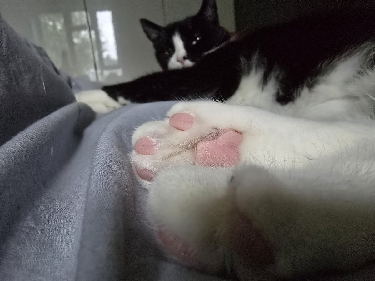 Rare's backii beans fur cunsideratiûns