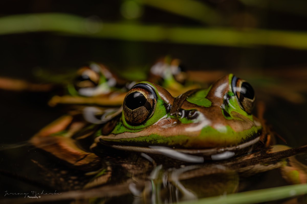 VicBioCon tweet media