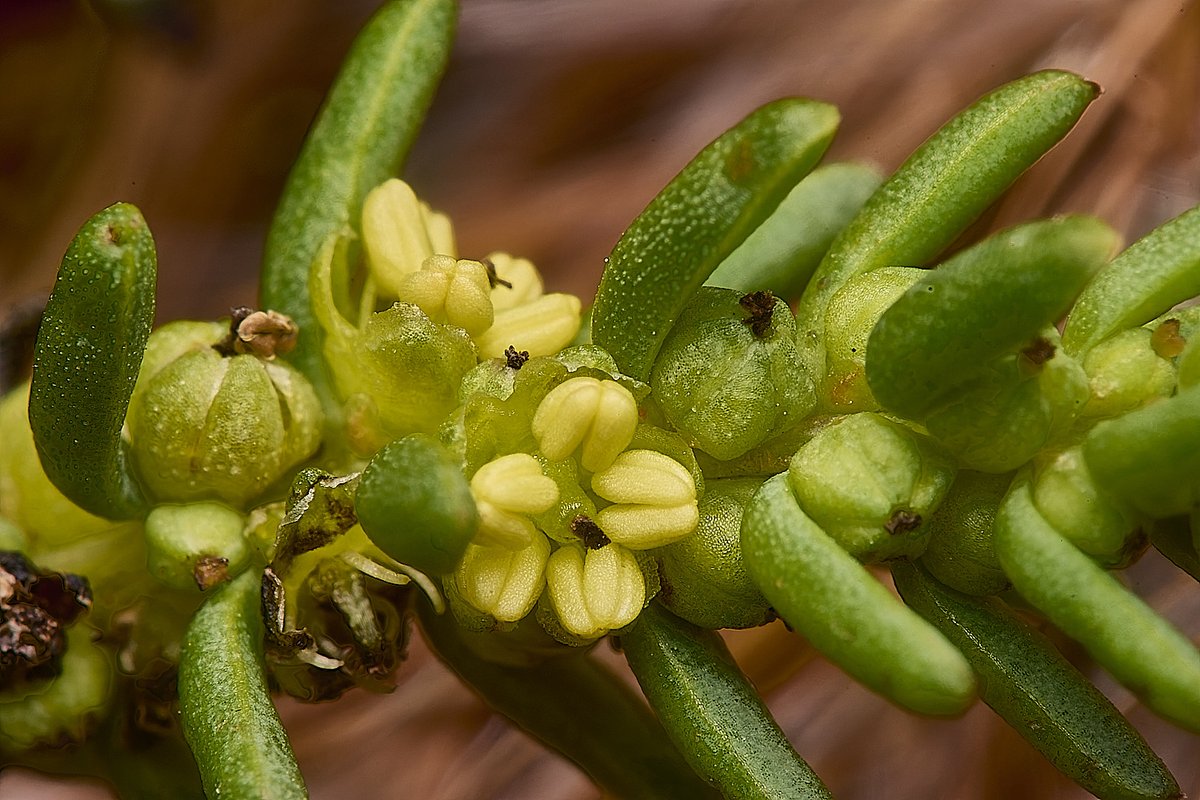 A quartet from Thornham A delightful day with Norfolk Flora group trying to understand the mysteries of Glasswort Id. One-flowered Glasswort (S disarticulata), Purple Glasswort (S ramosissima) and a late petalless flower of Shrubby Sea-blite (Sueda vera) @NorfolkNats