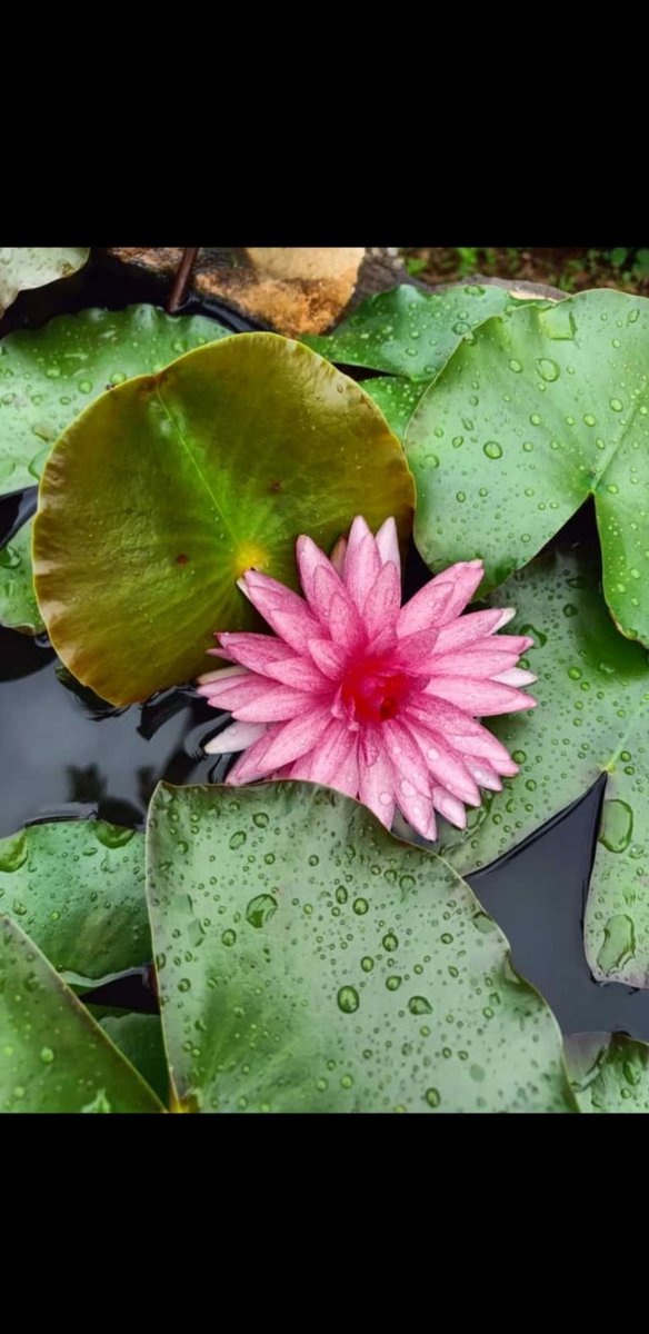 SatapathySilpa1's tweet photo. #bhubanswer
#botanicalgarden https://t.co/6LBpLT2gwz