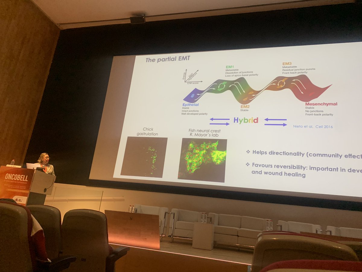 Angela Nieto currently giving the Opening Lecture for the <a href="/idibell_cat/">IDIBELL</a> #Oncobell symposium. 
Talking about EMT and epithelial plasticity