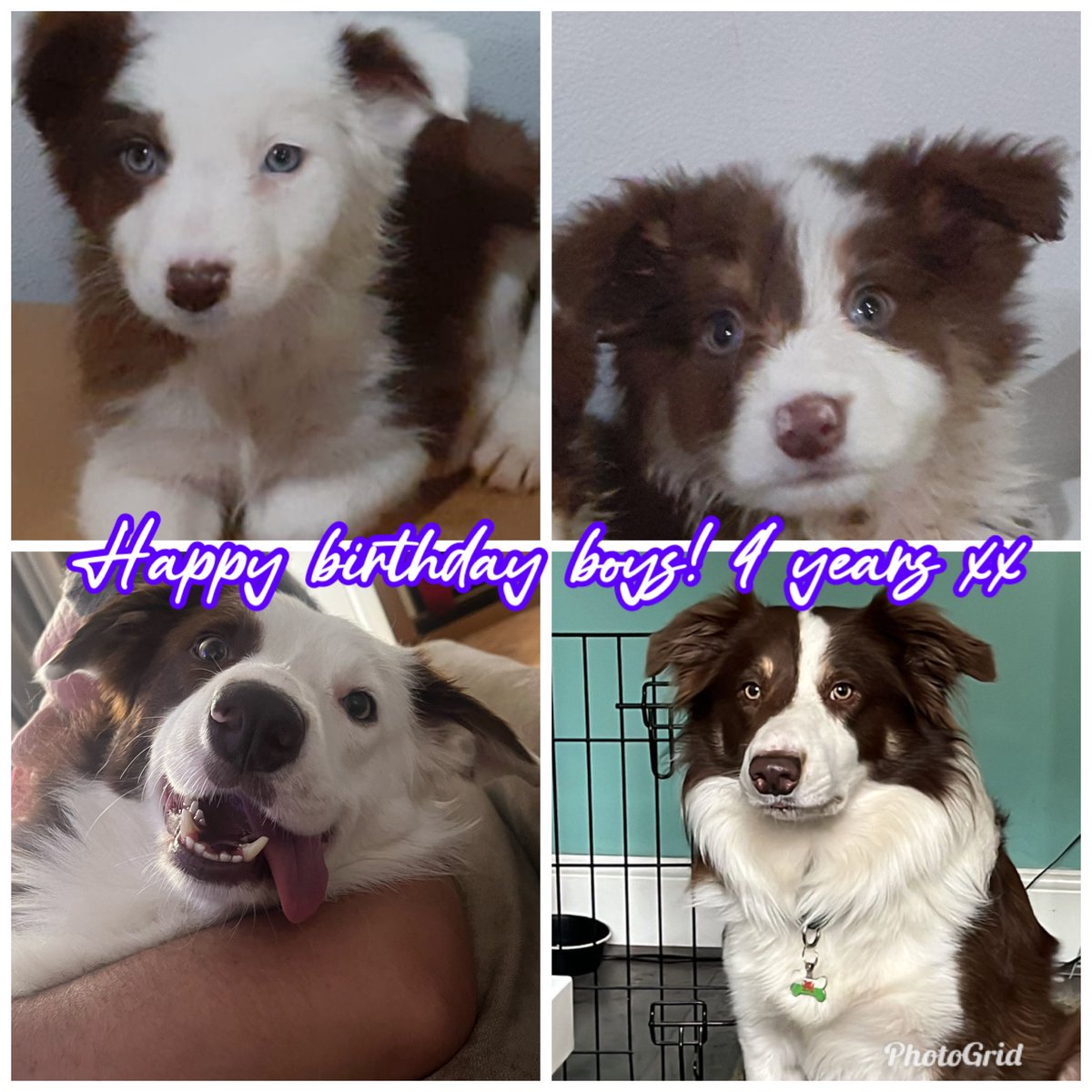Caddieman18's tweet photo. Happy birthday to my beautiful boys Sky and Chase xx https://t.co/umN49QPJJV