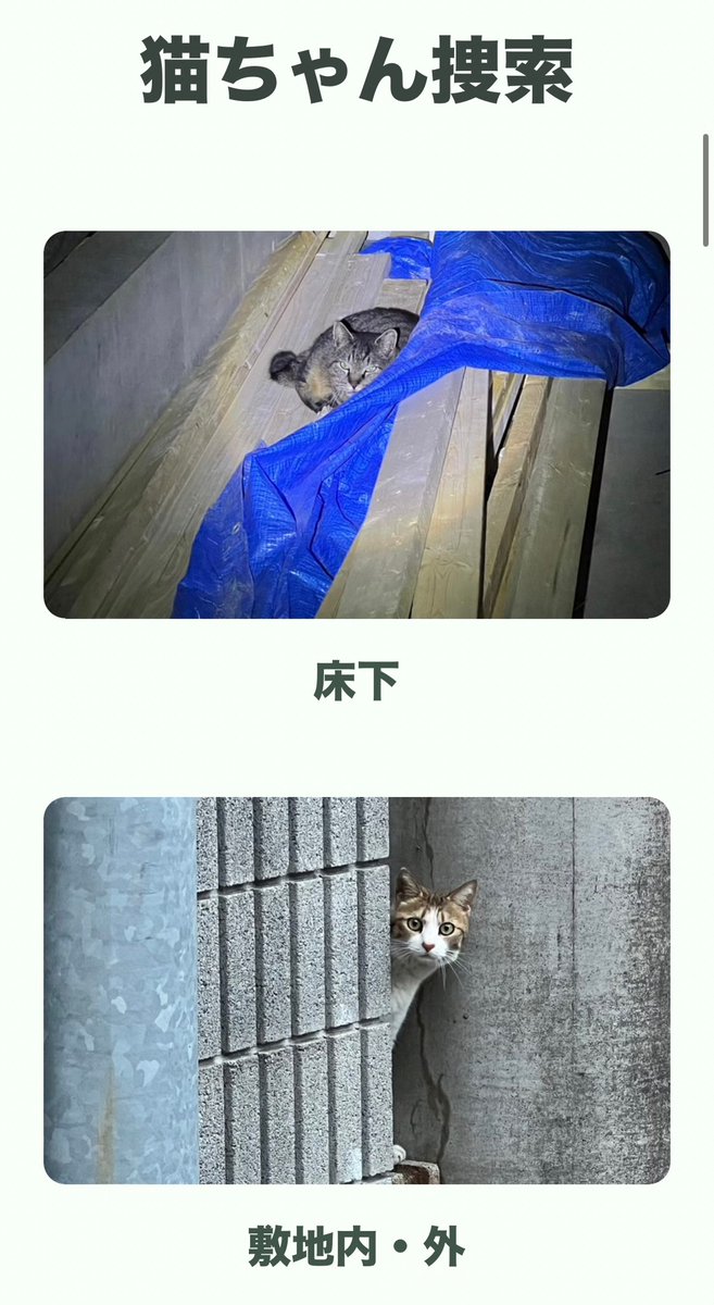 ＼🐈キャットレスキュー隊 緊急募集🛟／
拡散でアマギフもあるので最後まで必ず読むべし。

応募先👉lin.ee/Mqx4ZBD

みんな、猫ちゃん好きだよな？俺は知ってる。
猫が愛玩動物として飼育されるようになったのは平安時代が始まりらしいよ。