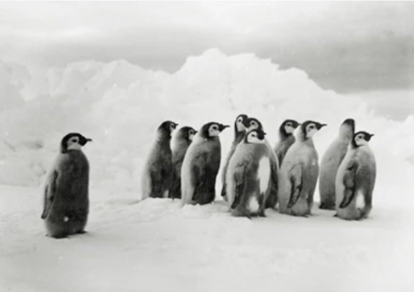 Dr Daniel Allen (@dr_dan_1) on Twitter photo The Animal Geographies Working Group <a href="/RGSAnimals/">RGS Animal Geographies</a> of the Royal Geographical Society with the Institute of British Geographers <a href="/RGS_IBG/">Royal Geographical Society (with IBG)</a> brings together geographers and others interested in human-animal relations, and the spaces, practices, and experiences of animals.
Please The Animal Geographies Working Group <a href="/RGSAnimals/">RGS Animal Geographies</a> of the Royal Geographical Society with the Institute of British Geographers <a href="/RGS_IBG/">Royal Geographical Society (with IBG)</a> brings together geographers and others interested in human-animal relations, and the spaces, practices, and experiences of animals.
Please