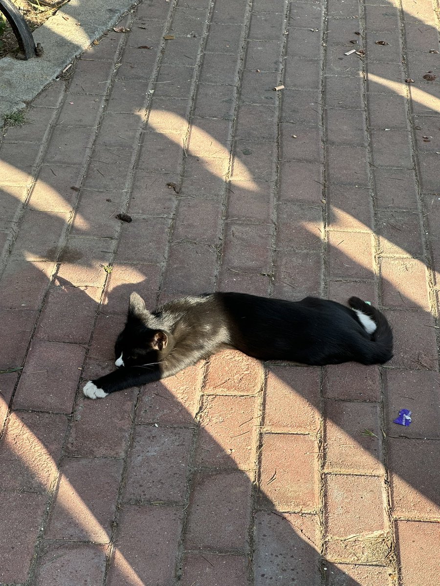 学习小猫的猫生态度，一堆人在边上围观也无所谓摆烂 https://t.co/nIx4vywnEX