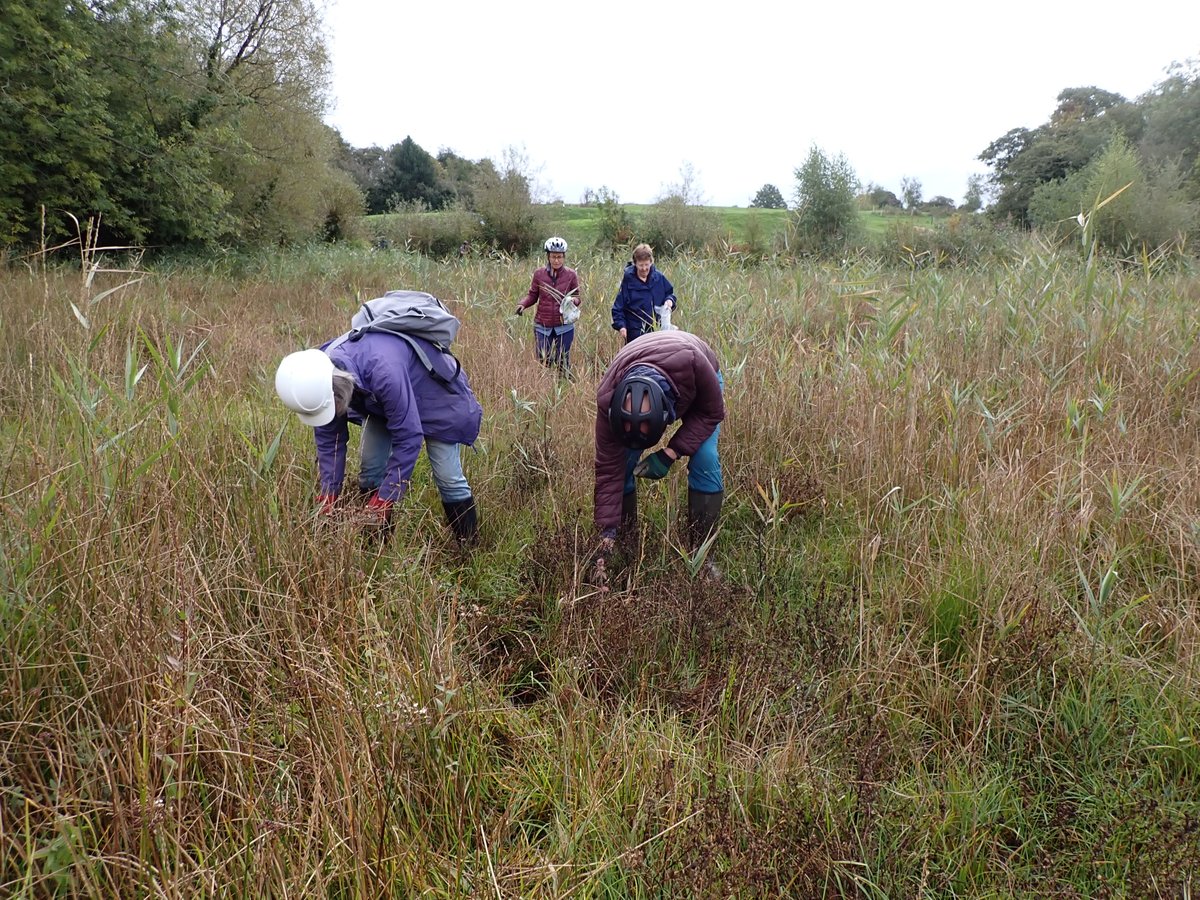 #LyeValley #fen #SSSI has a privately owned south section which <a href="/friendlyevalley/">Friends of Lye Valley</a> manage by arrangement. We are just starting the autumn scything, raking, willow pollarding &amp; seed collecting. Helmets are sensible as golf balls may fly overhead from the nearby golf course!